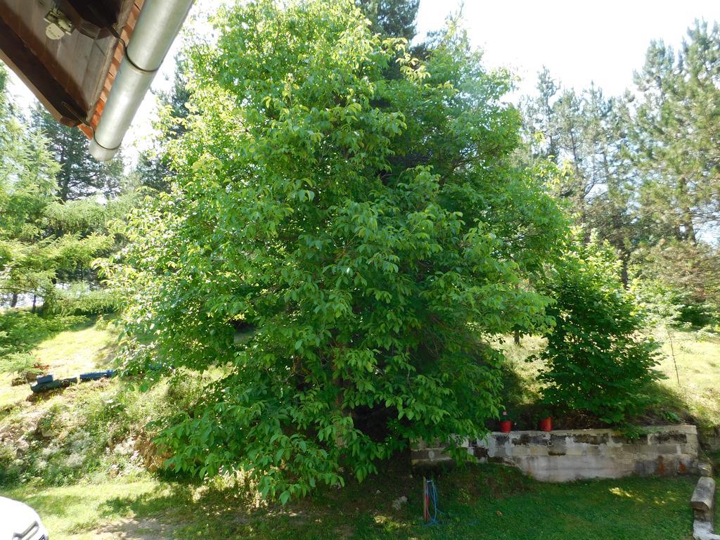 Holiday Home Lana Saborsko Dış mekan fotoğraf